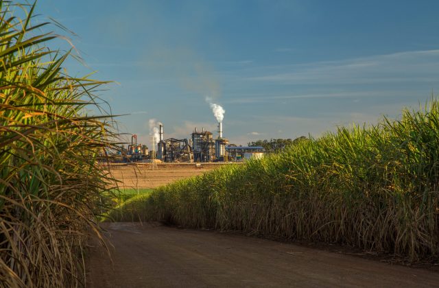 factory sugar cane